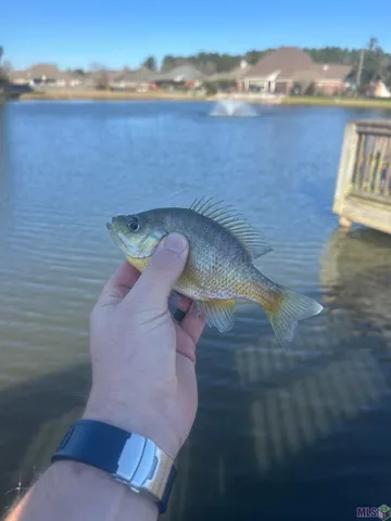 $290,000 | 34113 Spring Lake Drive, Walker, LA 70785