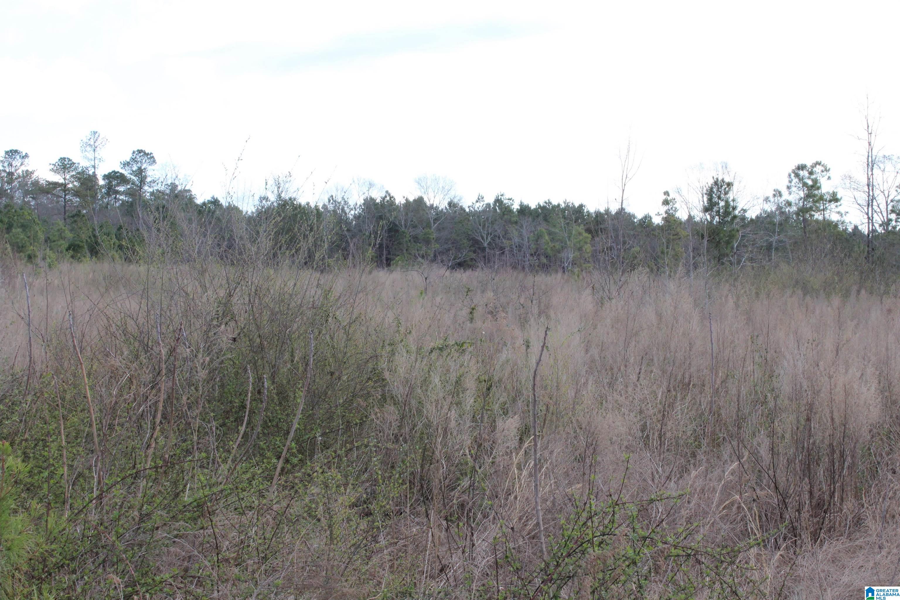 518 County Road, Unit 33 859ACRES Woodland, AL 36280 - Photo 4 of 32