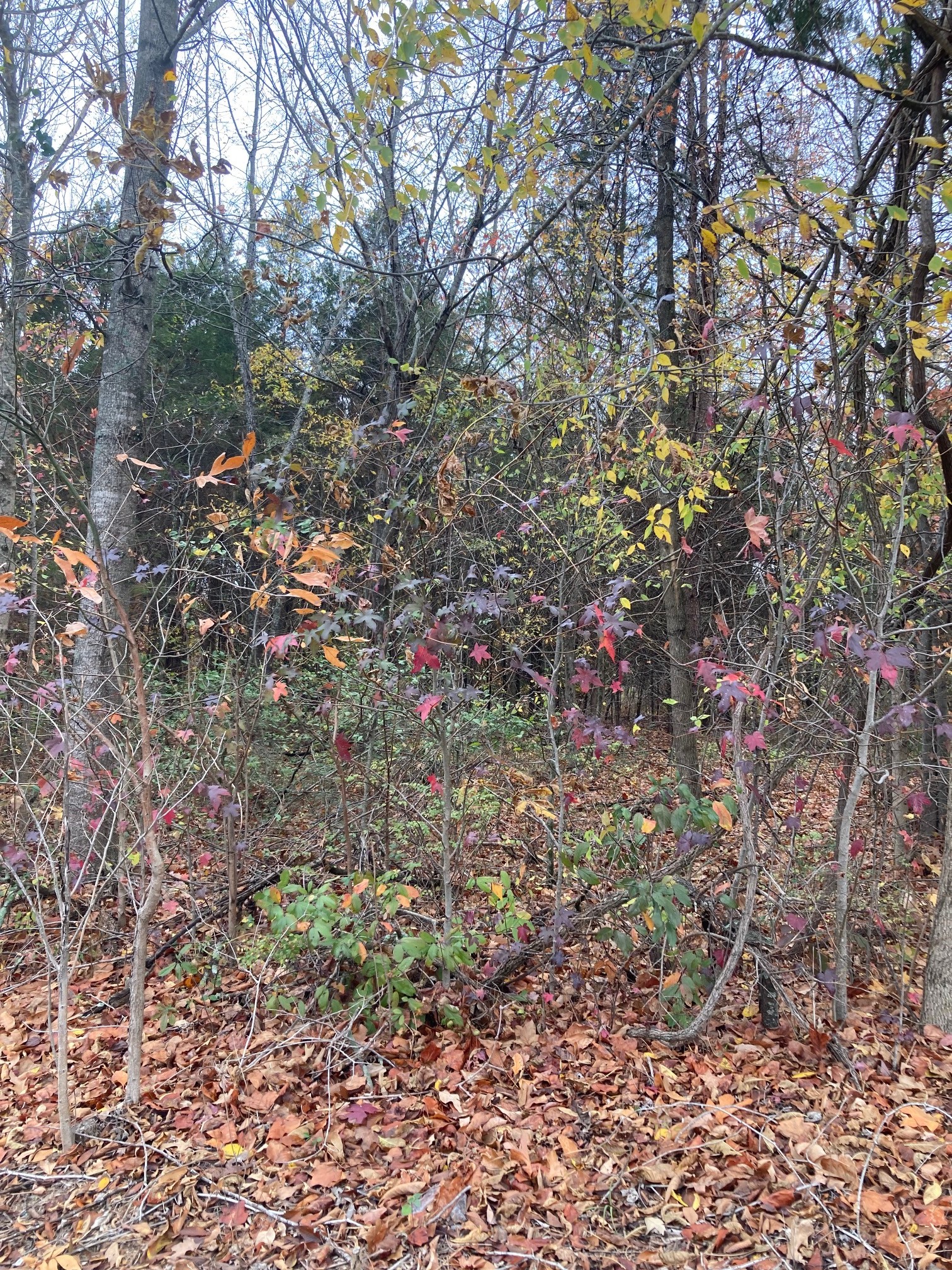 3196 Maxey Road Cedar Hill, TN 37032 - Photo 1 of 4 Gallery Image 1