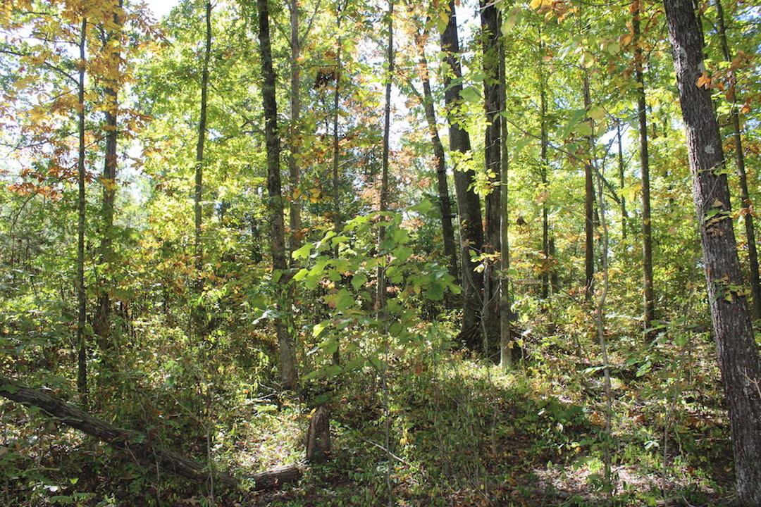 450 Simmons Road Oak Hill, OH 45656 - Photo 12 of 30