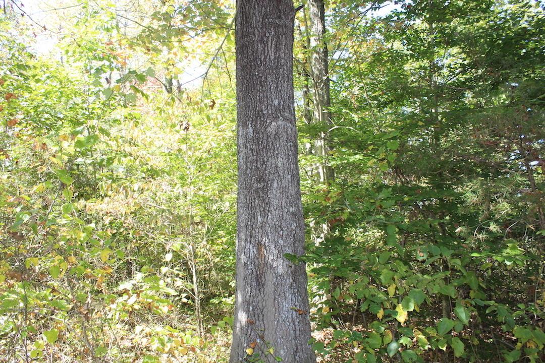 450 Simmons Road Oak Hill, OH 45656 - Photo 18 of 30