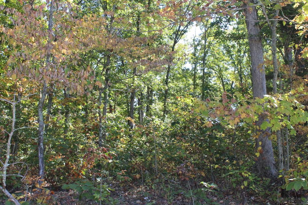 450 Simmons Road Oak Hill, OH 45656 - Photo 8 of 30