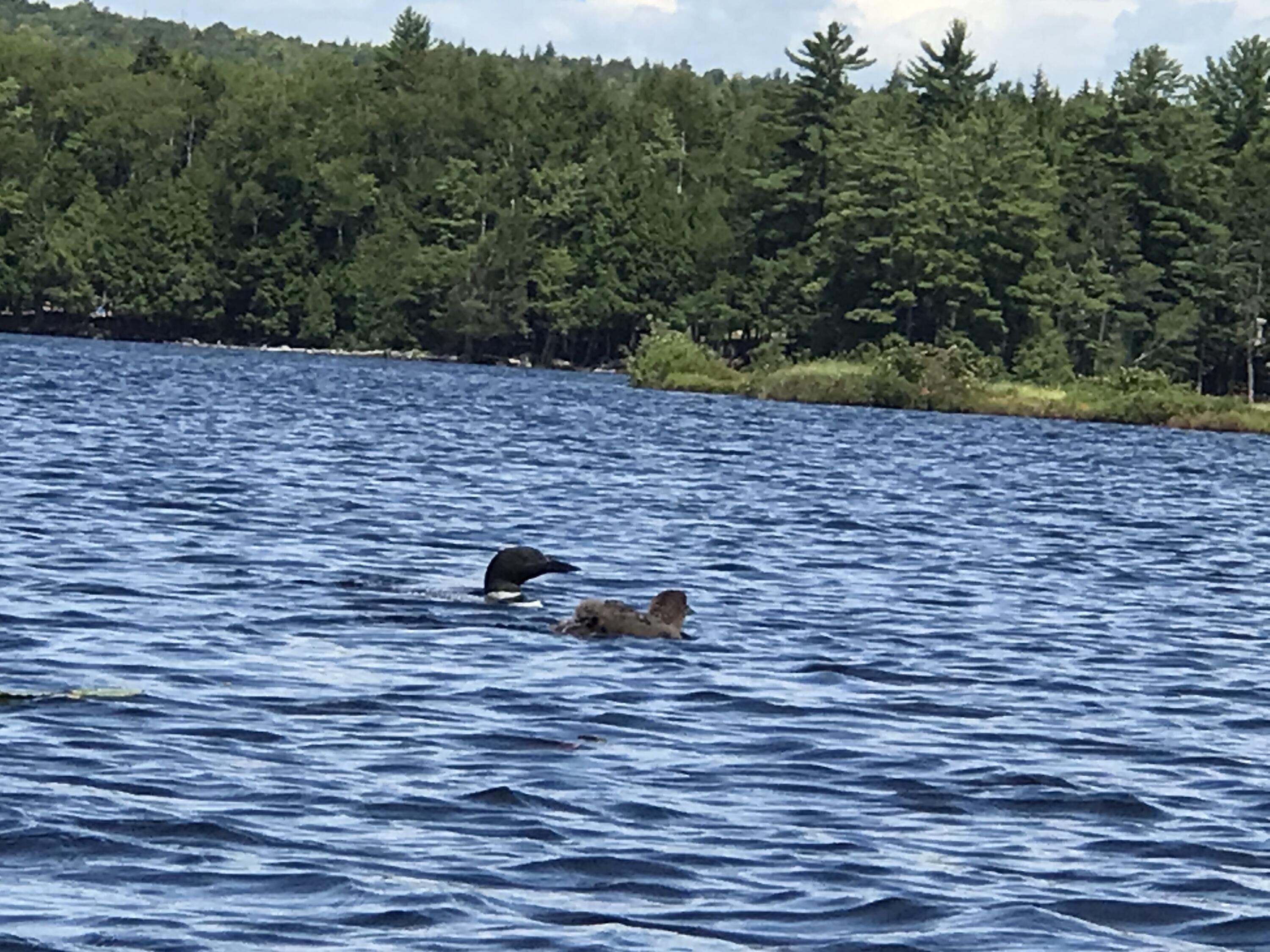 1790 Houston Road Lincoln, ME 04457 - Photo 65 of 67 The call of the loon...