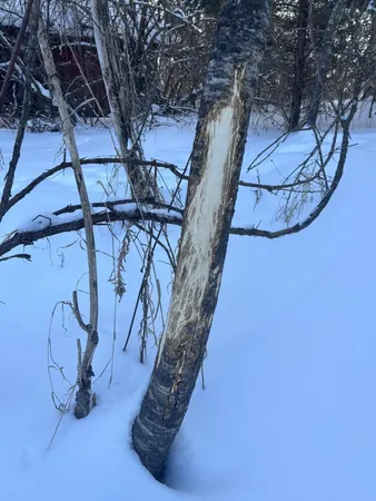 $219,000 | 6711 South Tripp Road, Osseo, MI 49266