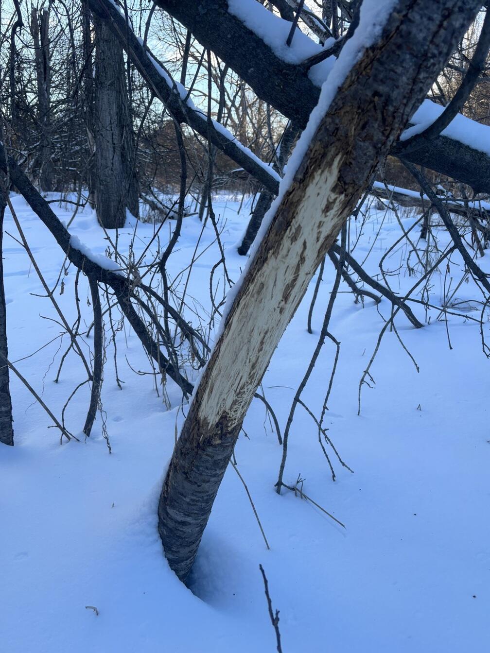 6711 South Tripp Road Osseo, MI 49266 - Photo 9 of 9 8