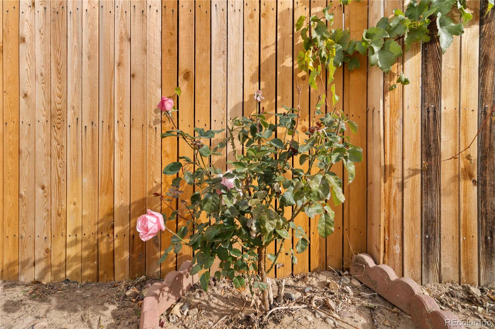 5124 Enid Way Denver, CO 80239 - Photo 41 of 47 a view of a potted plant next to a window
