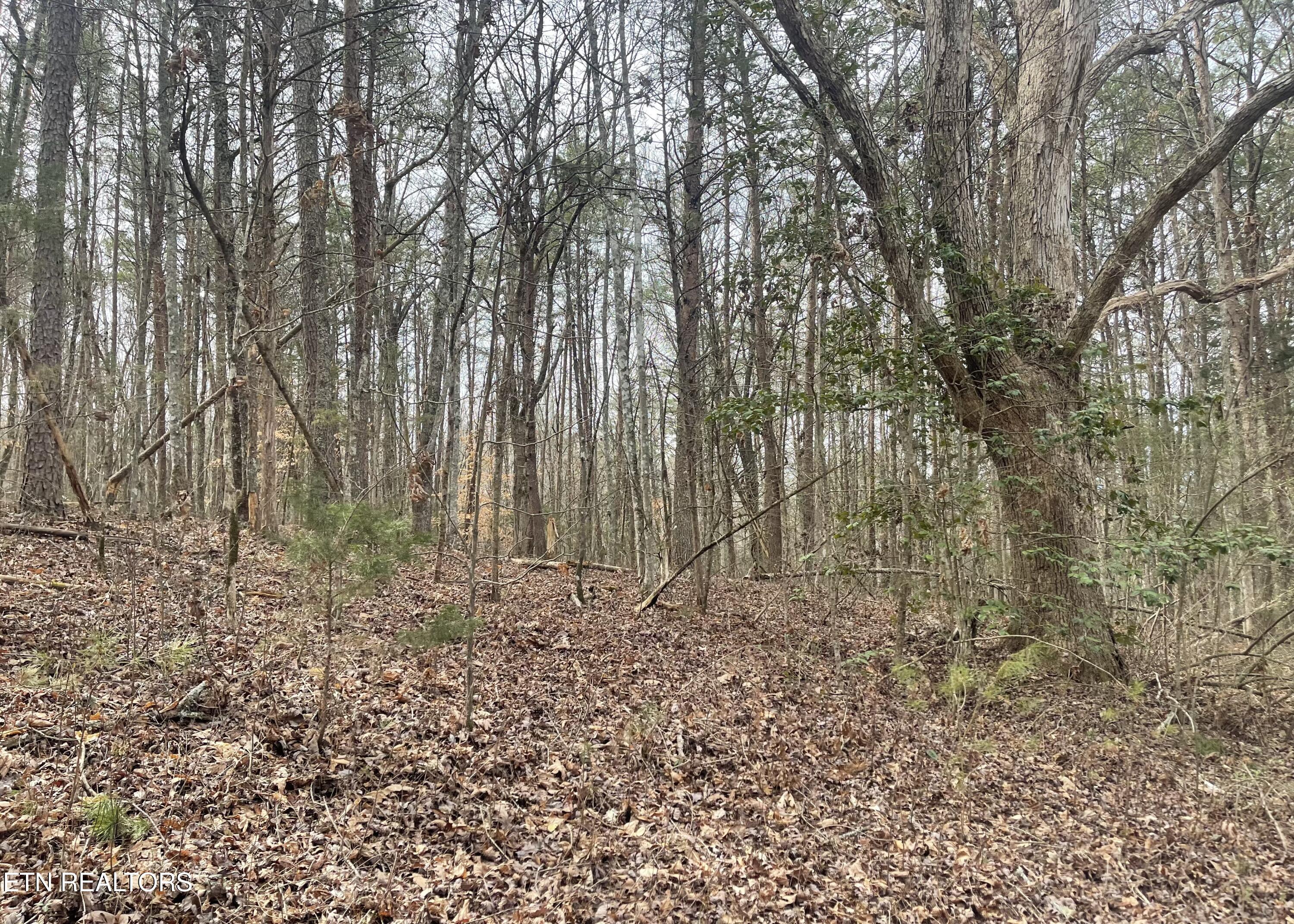 New Providence Road Tellico Plains, TN 37385 - Photo 11 of 14 IMG_0223