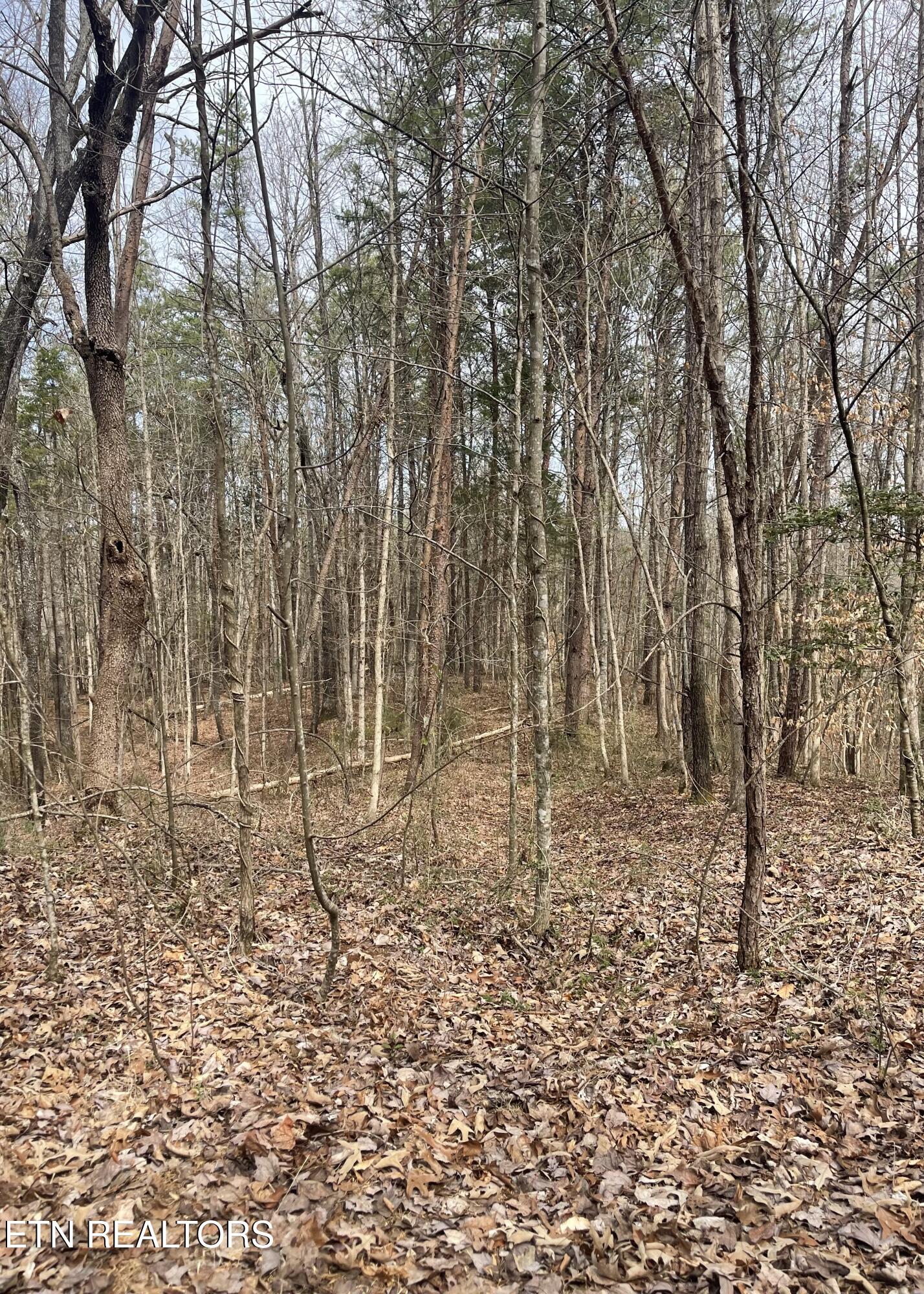 New Providence Road Tellico Plains, TN 37385 - Photo 14 of 14 IMG_0218