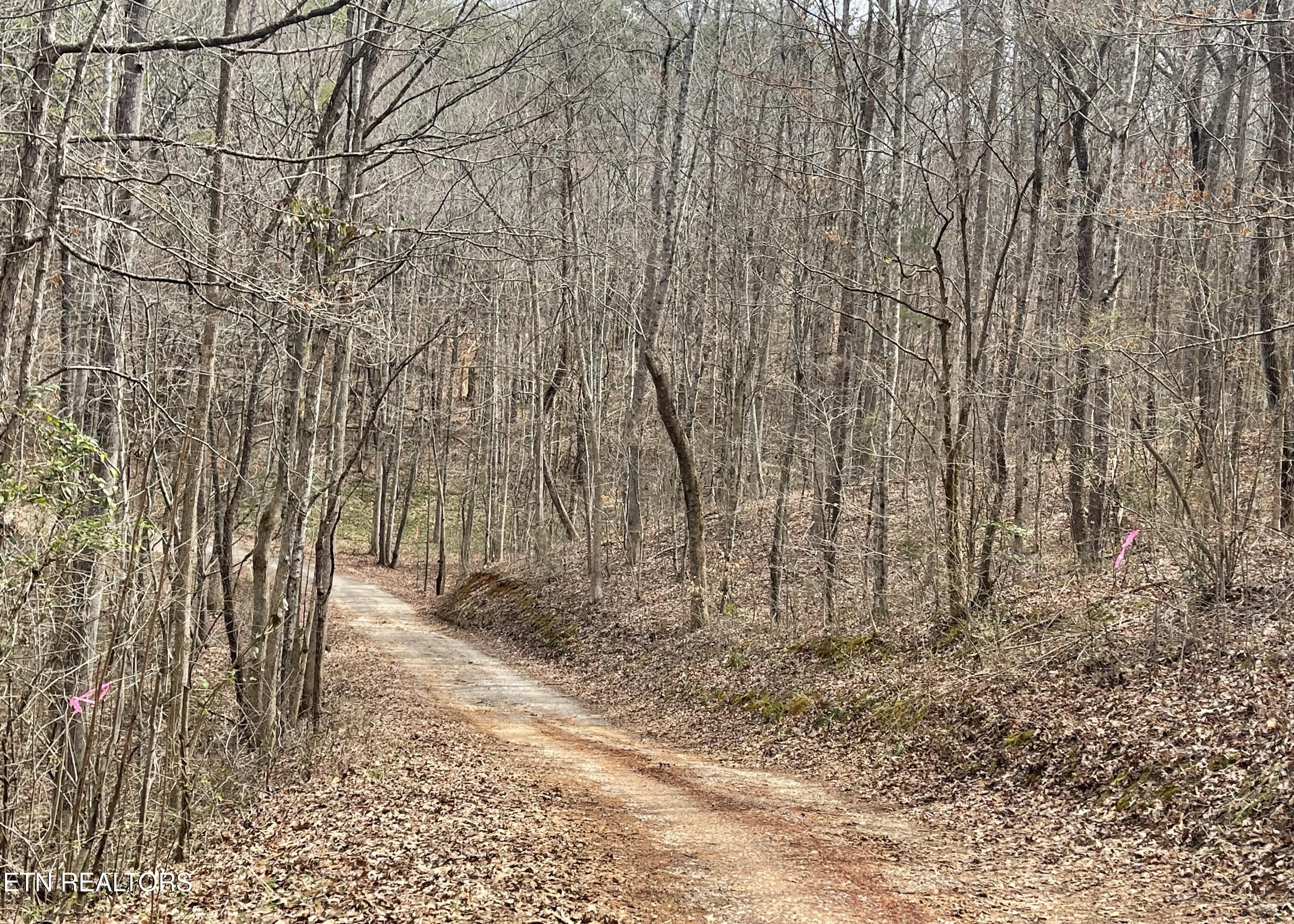 New Providence Road Tellico Plains, TN 37385 - Photo 2 of 14 IMG_0237
