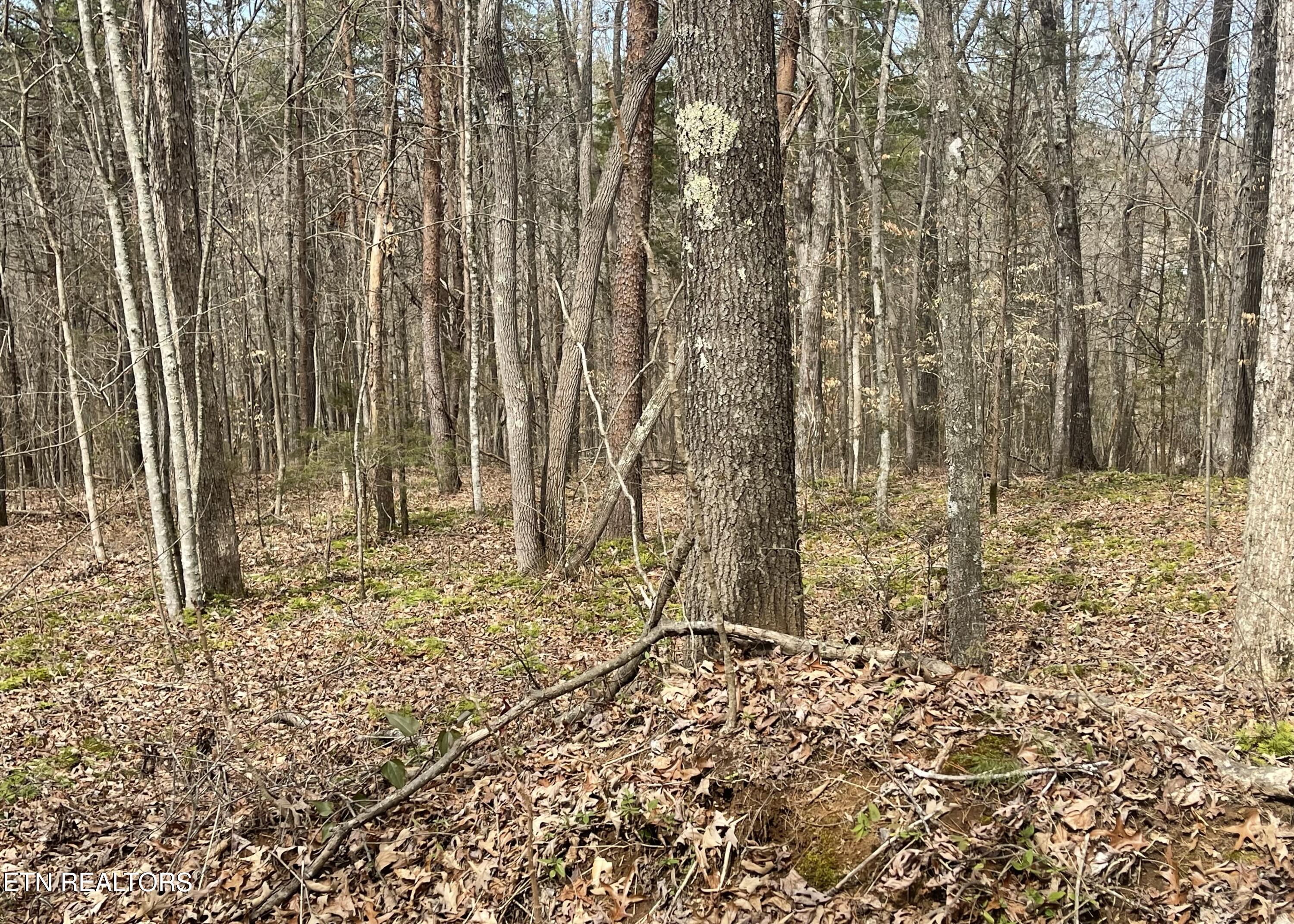 New Providence Road Tellico Plains, TN 37385 - Photo 7 of 14 IMG_0230