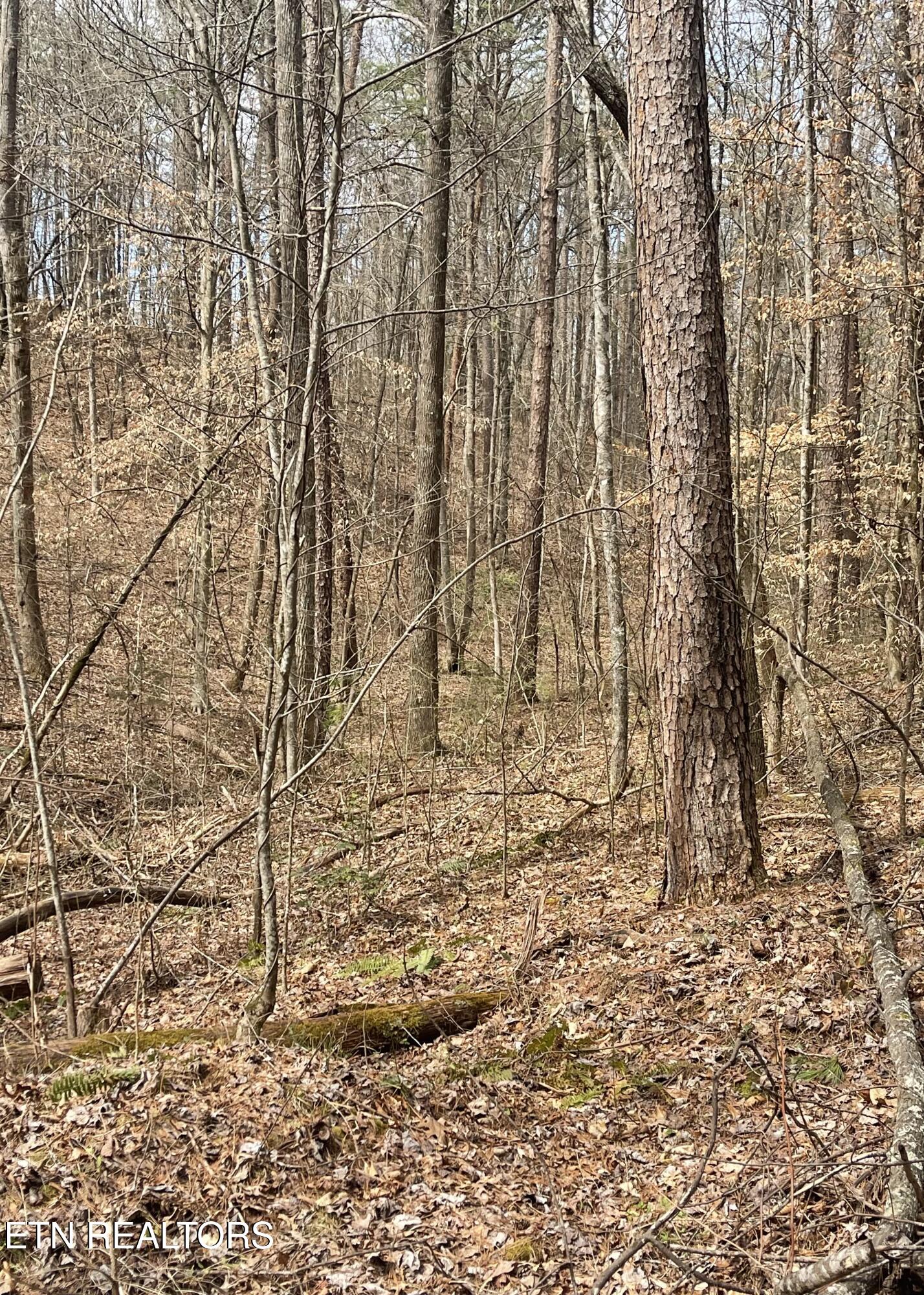 New Providence Road Tellico Plains, TN 37385 - Photo 10 of 14 IMG_0226
