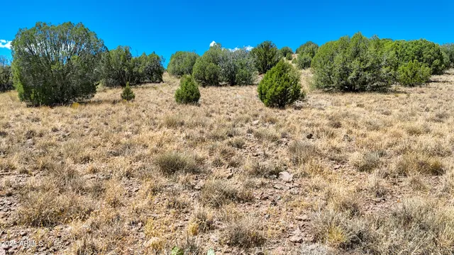 a view of a bunch of trees in a field