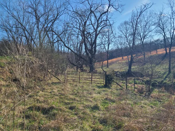 a view of yard with trees