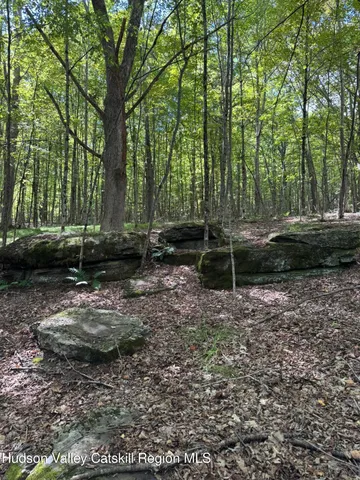 a view of a forest with lots of trees