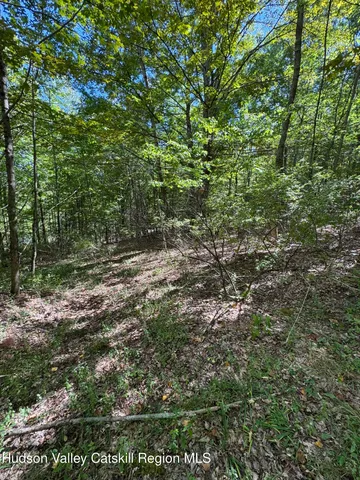 a view of a forest that has large trees