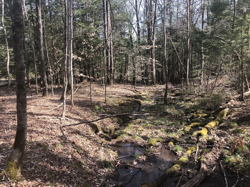 0 Mount Road Cummington, MA 01026 - Photo 12 of 22 a view of a forest with trees