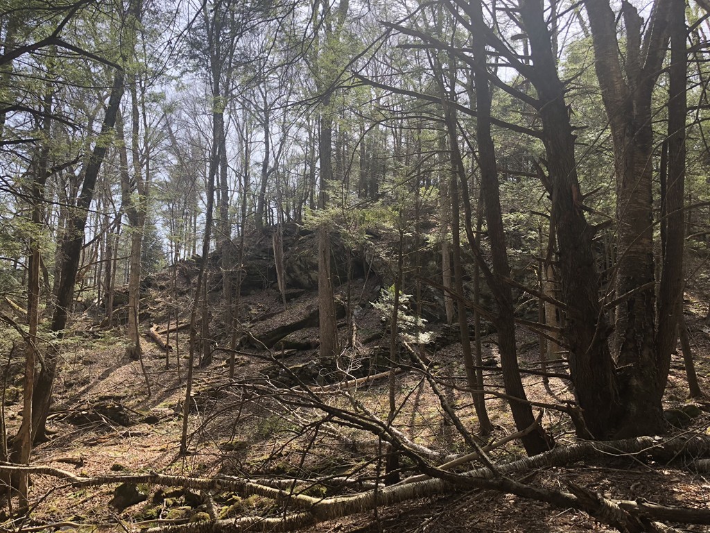 0 Mount Road Cummington, MA 01026 - Photo 9 of 22 a view of a forest