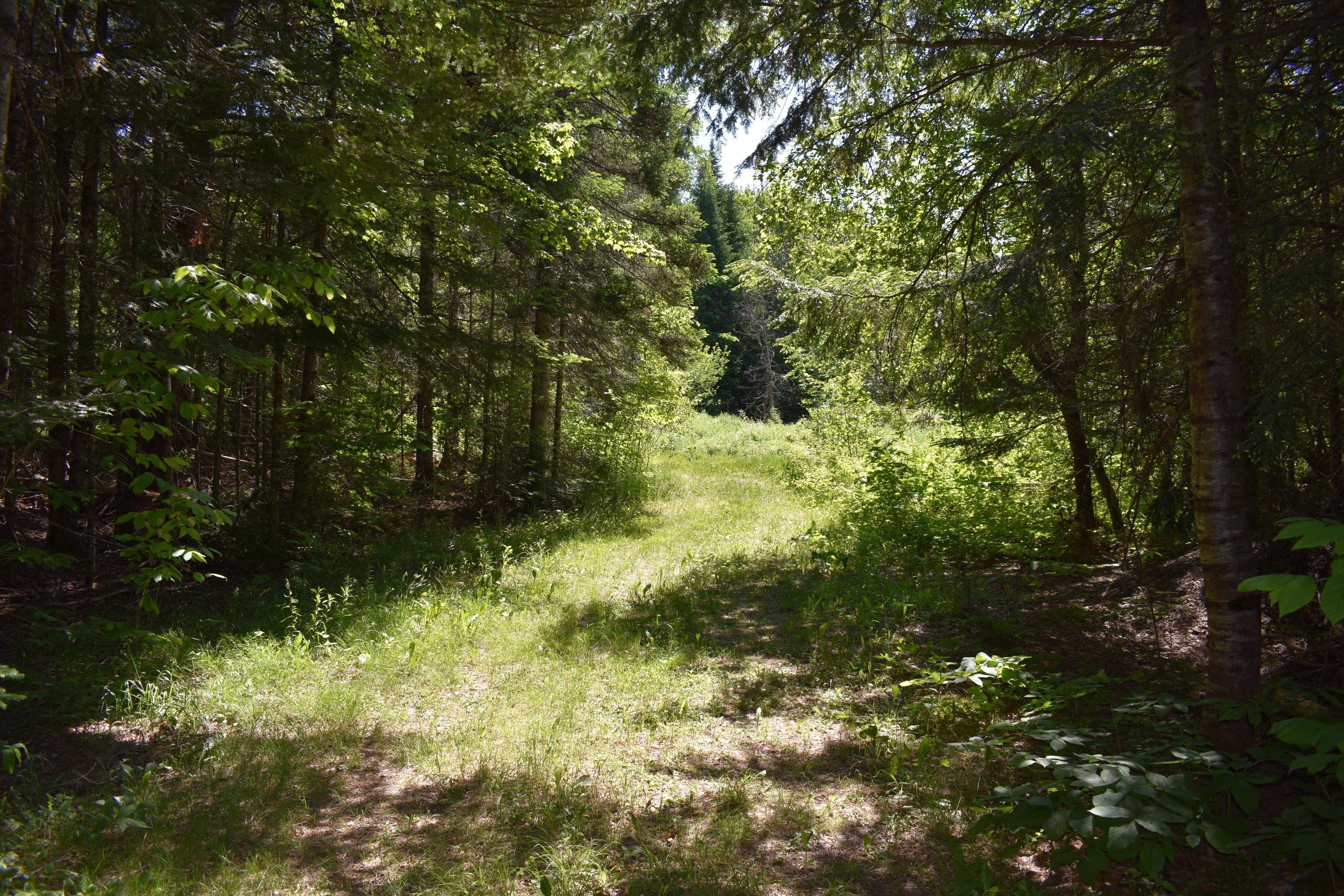 594 Mattakeunk Road Winn, ME 04495 - Photo 22 of 24 DSC_0478