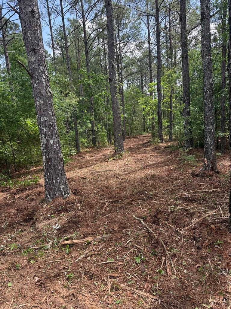 0 Bridle Path Lane Box Springs, GA 31801 - Photo 11 of 15 a big yard with lots of green space and deers