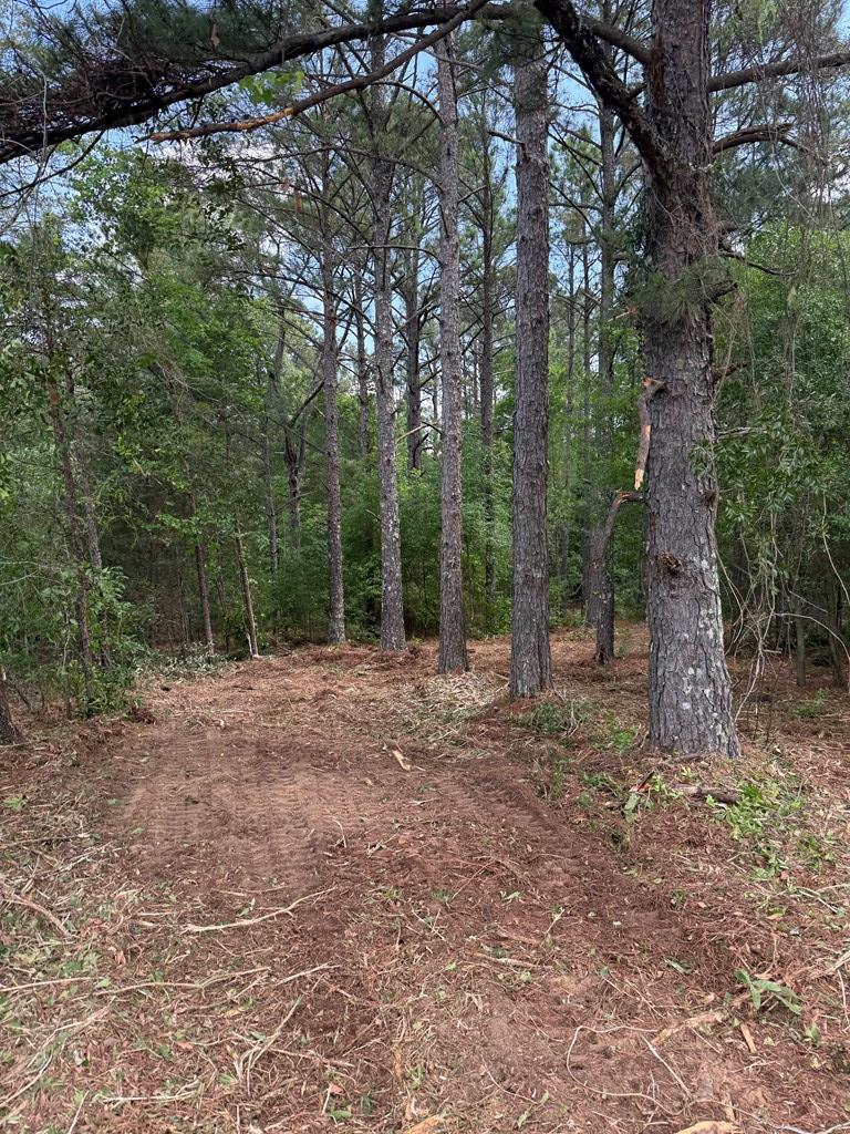 0 Bridle Path Lane Box Springs, GA 31801 - Photo 12 of 15 a view of a forest with trees in the background
