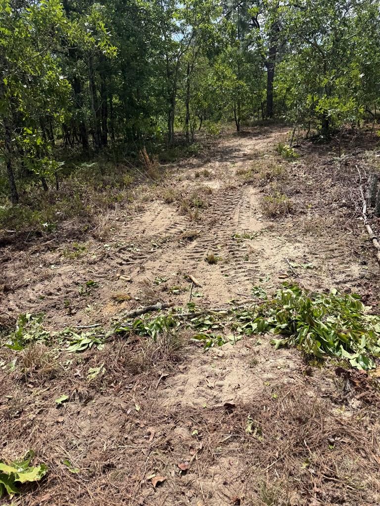 0 Bridle Path Lane Box Springs, GA 31801 - Photo 5 of 15 a view of a yard with a tree