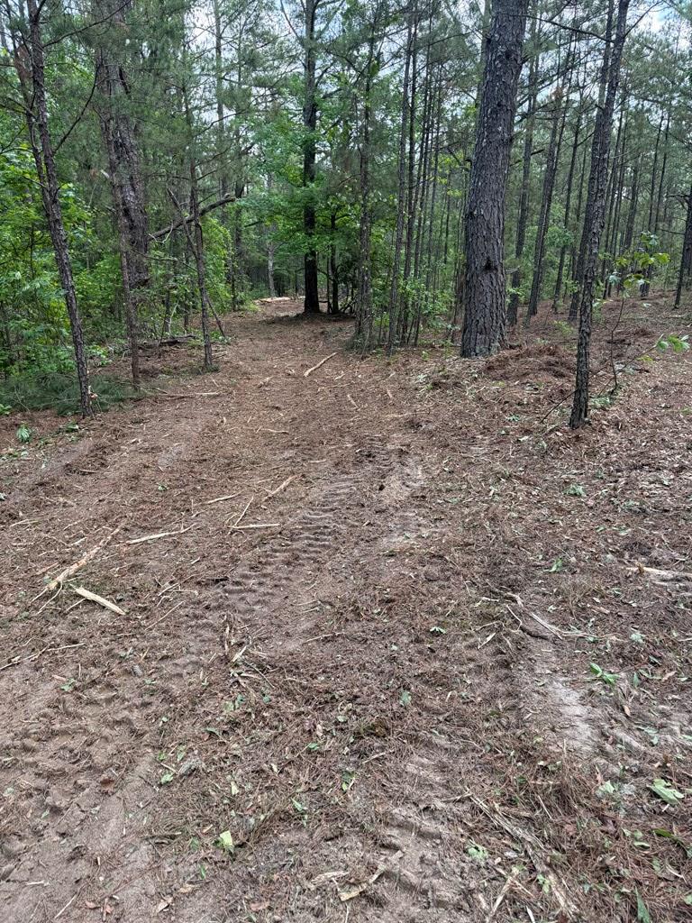 0 Bridle Path Lane Box Springs, GA 31801 - Photo 8 of 15 a view of a forest with trees in the background
