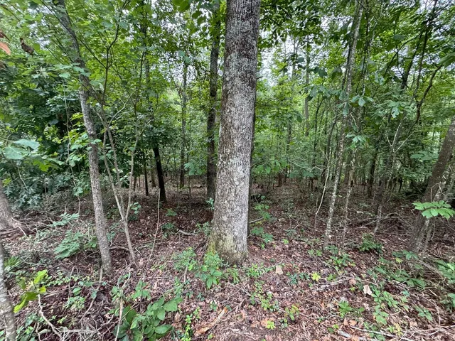 $20,000 | Lot 2 Cardinal Drive, Trenton, SC 29847