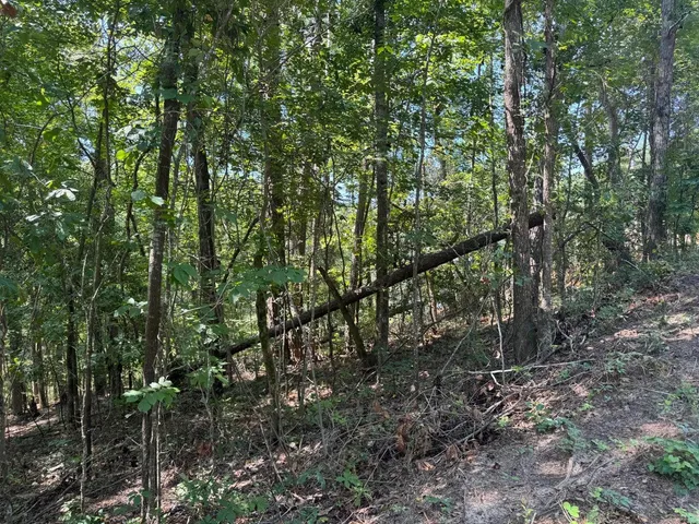 $20,000 | Lot 2 Cardinal Drive, Trenton, SC 29847