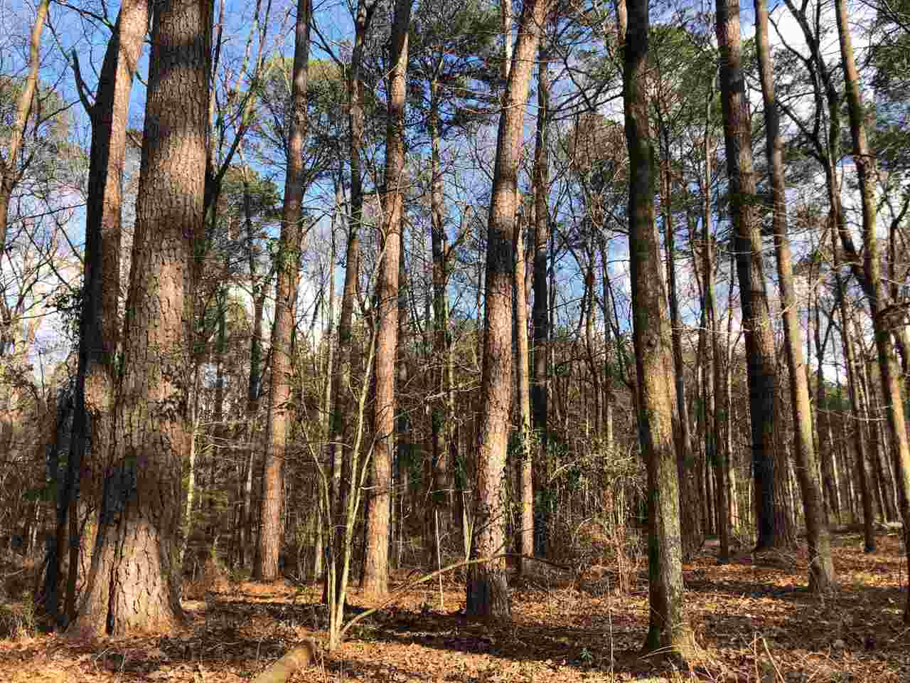 898 Coal Bluff Road Lena, MS 39094 - Photo 6 of 17 Photo 6