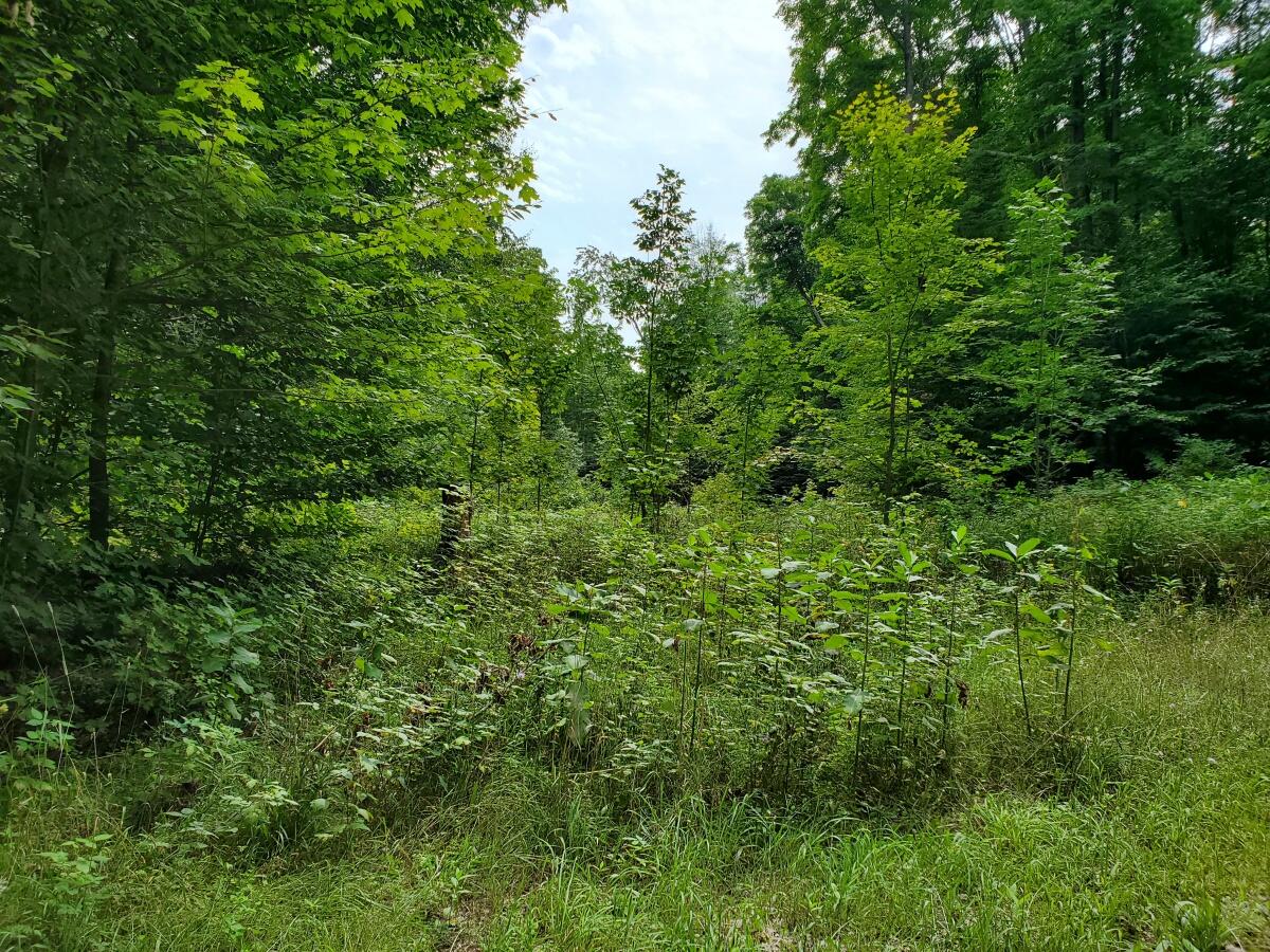5 Clements Road Alanson, MI 49706 - Photo 4 of 10 20210824_135453