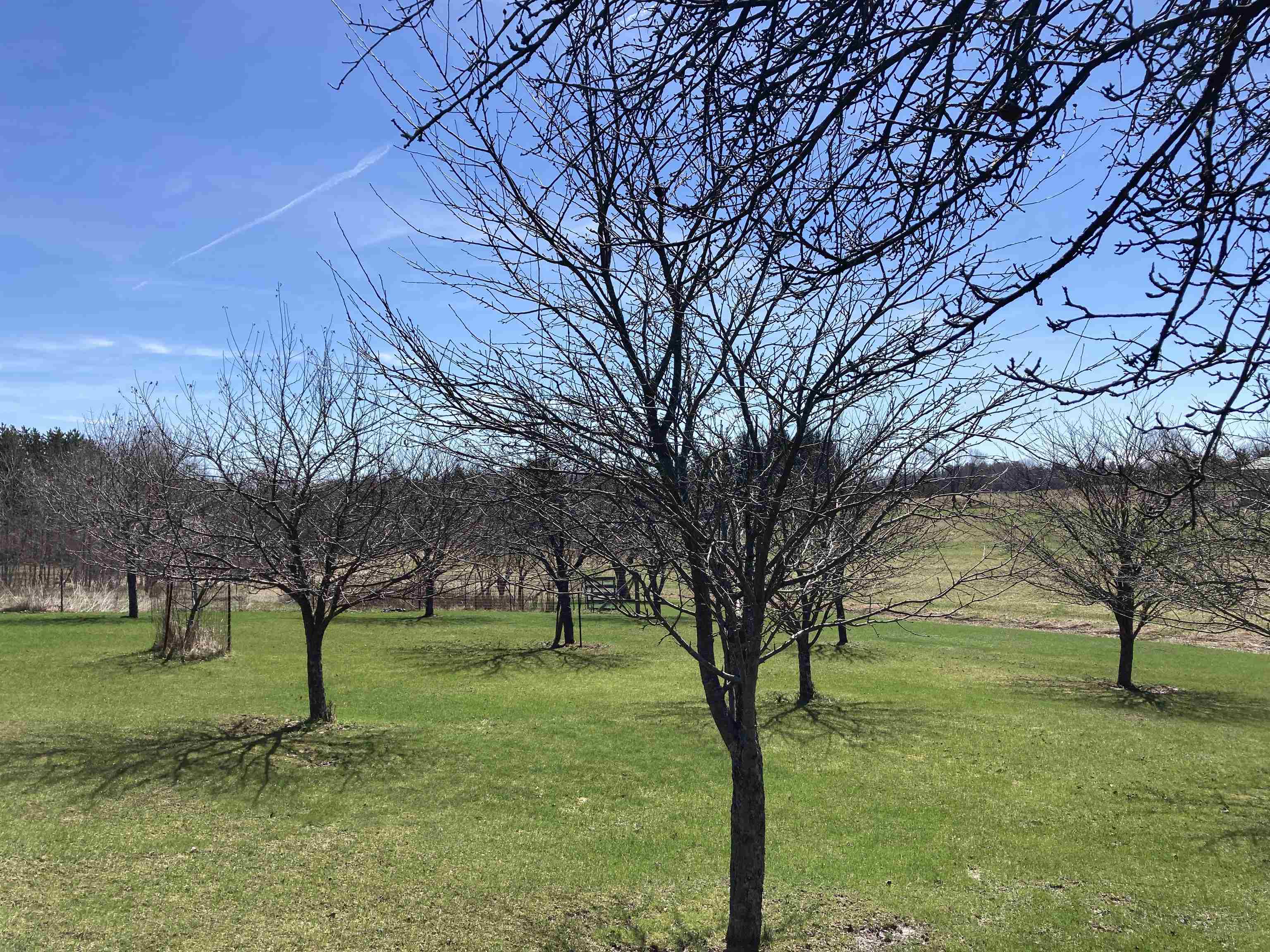 3450 Reasner Road Rose City, MI 48654 - Photo 14 of 87