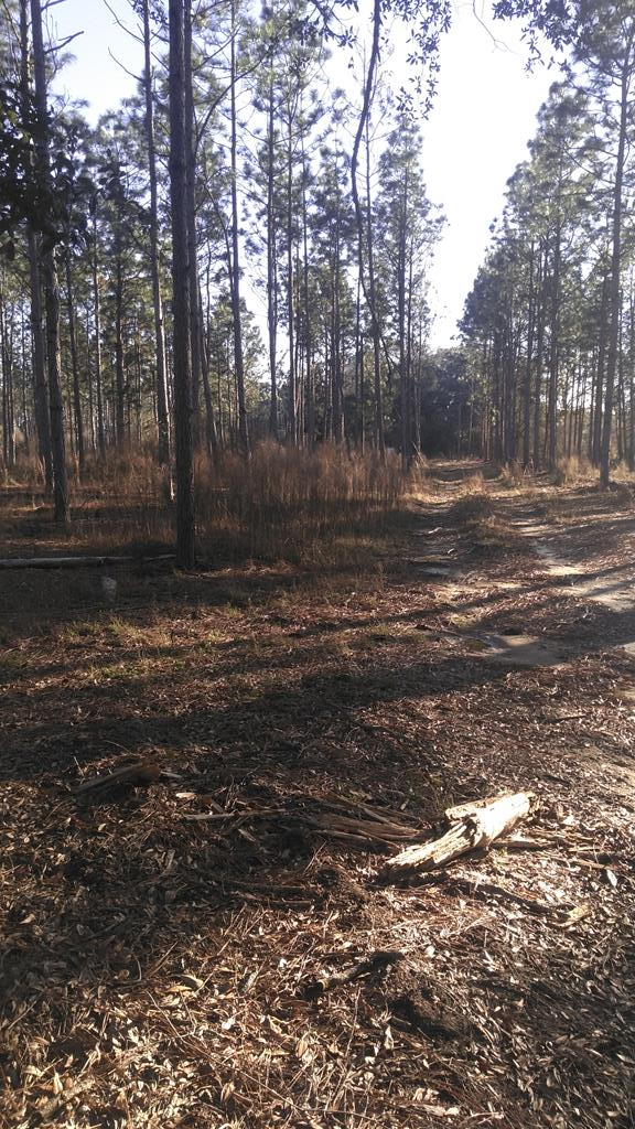 0 County Road 91 Slocomb, AL 36375 - Photo 1 of 5 Main View