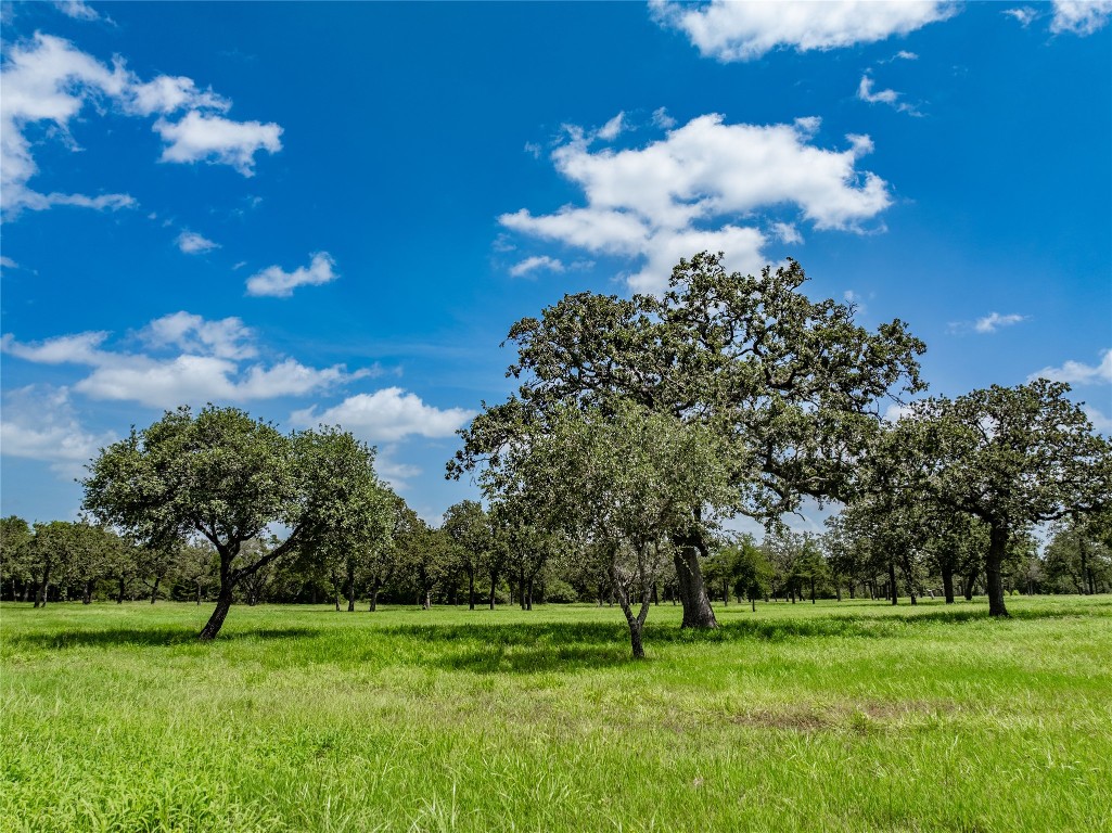 1220 Waldeck Road Ledbetter, TX 78946 - Photo 7 of 14 a view of a big yard with a large tree