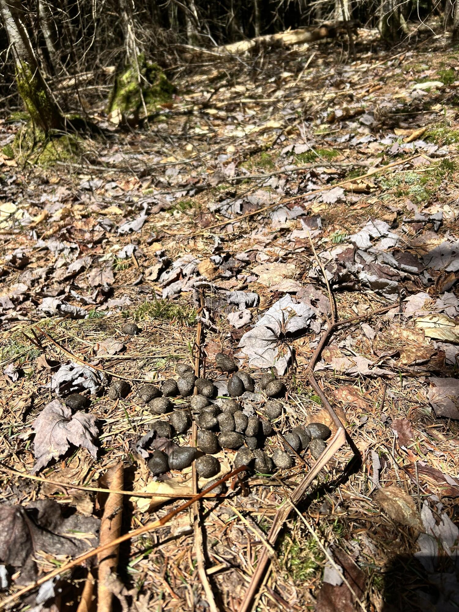 8 Map Road Garland, ME 04939 - Photo 3 of 8 IMG_2937