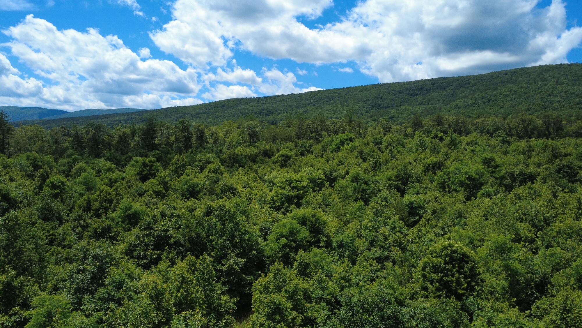 0 Craig Creek Road Eagle Rock, VA 24085 - Photo 24 of 25 a view of a green field with lots of bushes