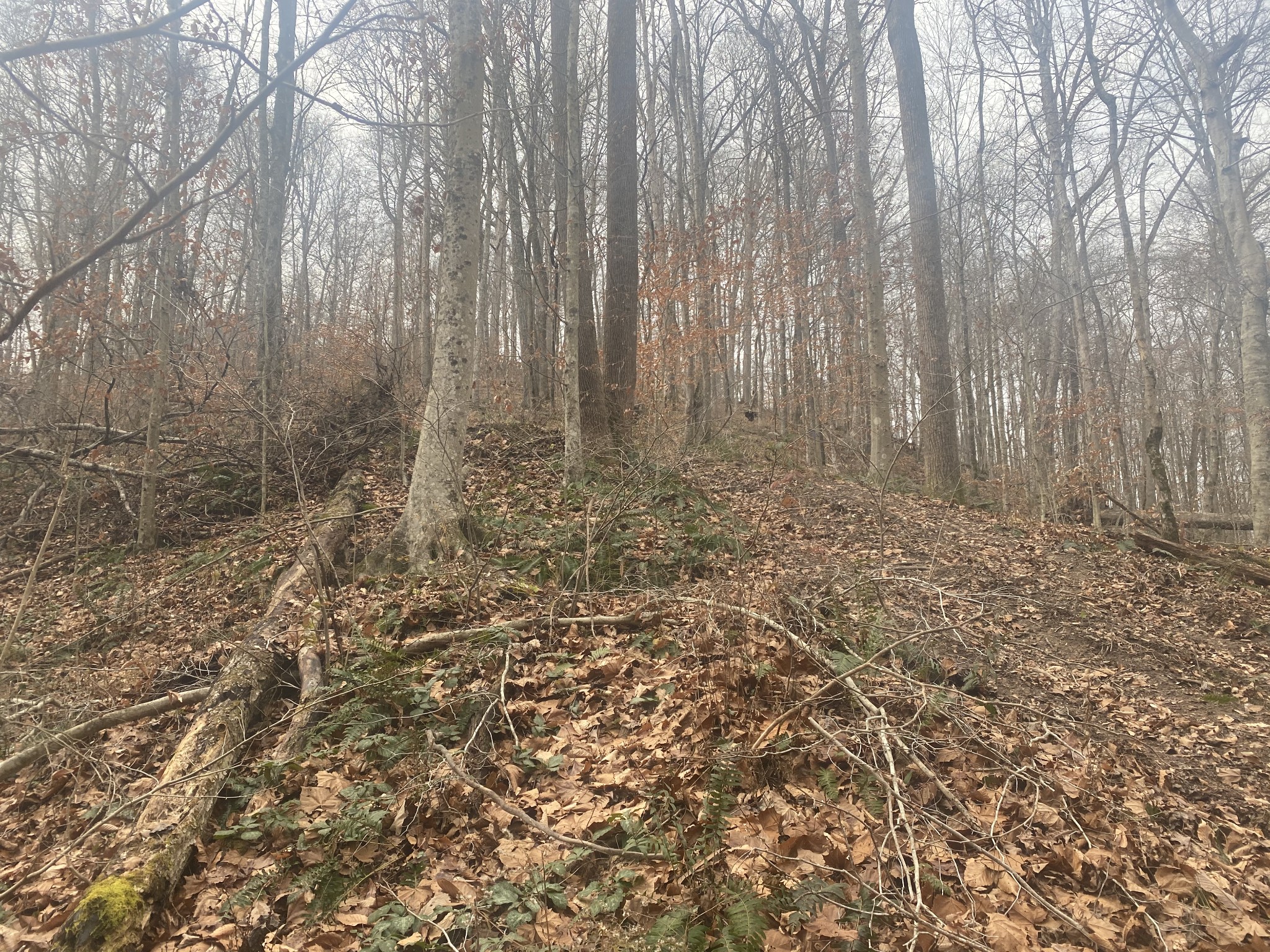 0 Indian Springs Road Pegram, TN 37143 - Photo 2 of 3 Gallery Image 2