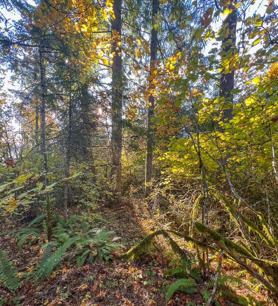0 Cater Road Warren, OR 97053 - Photo 9 of 31 IMG_1882