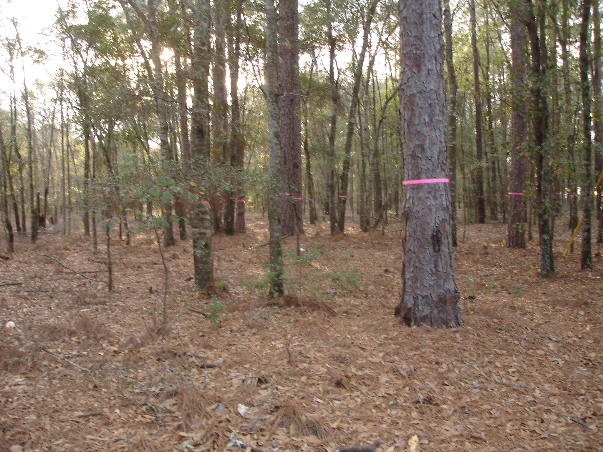 3 Helen Black Road Hollywood, SC 29449 - Photo 1 of 7 chaplin landing pictures (1)