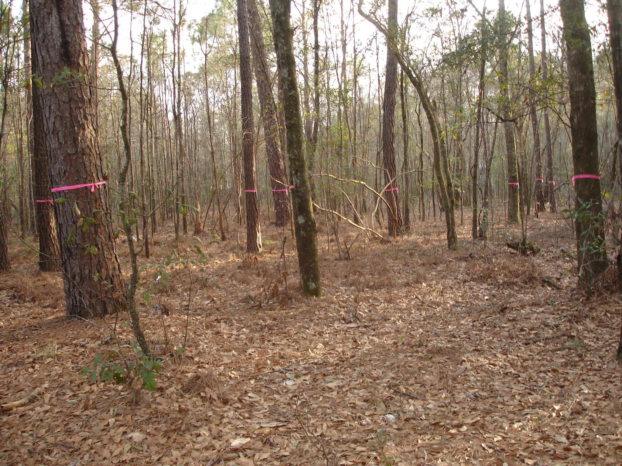 3 Helen Black Road Hollywood, SC 29449 - Photo 4 of 7 chaplin landing pictures (4)