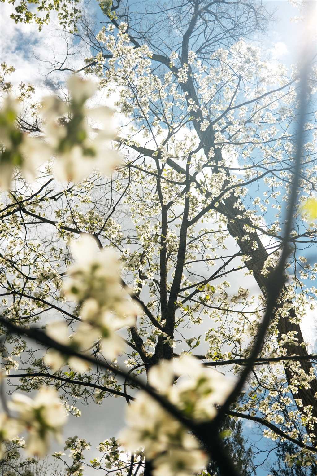 89 Benner Road Red Hook, NY 12571 - Photo 31 of 33 a view of tree