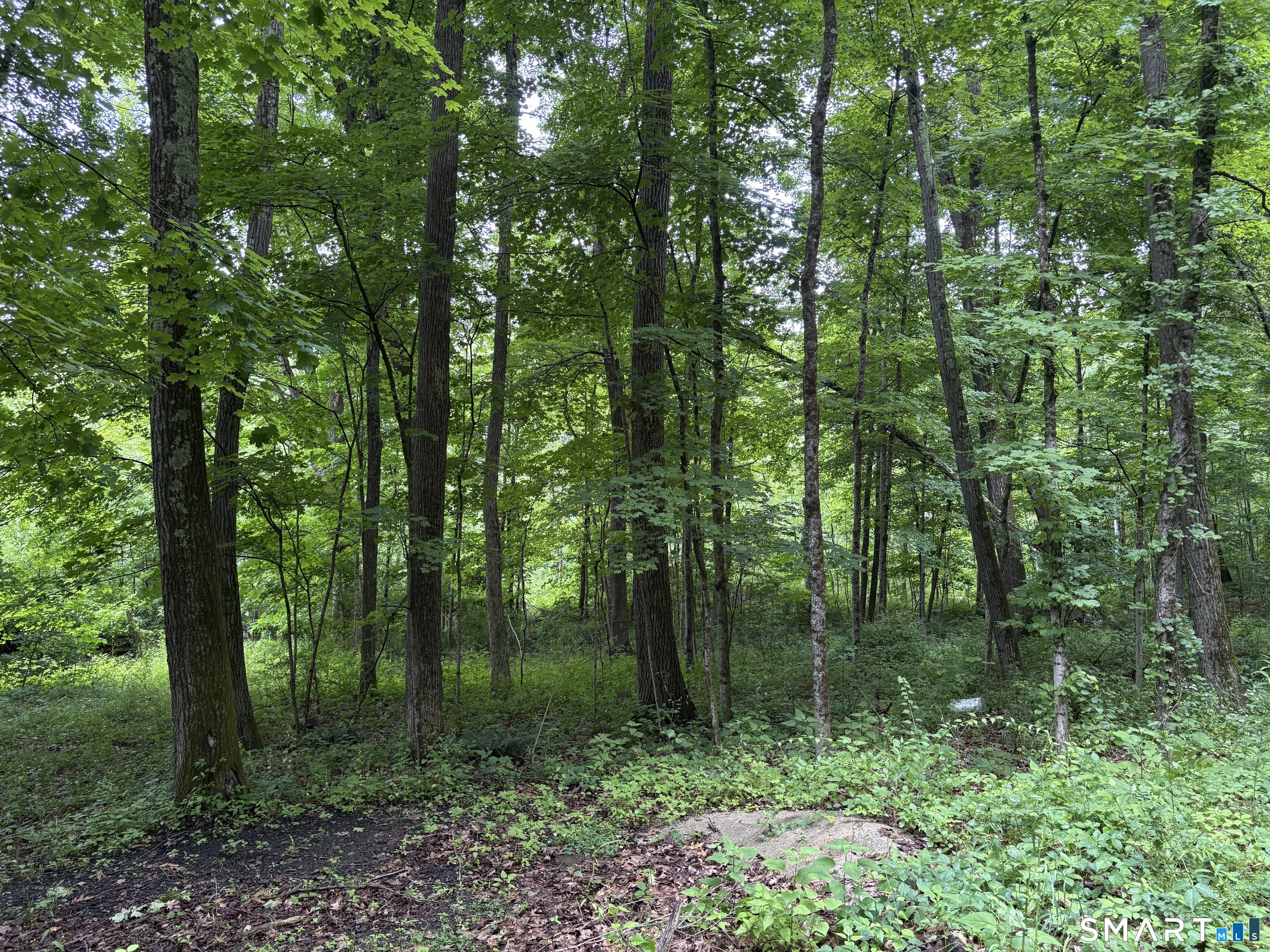 128 Popple Swamp Road Cornwall Bridge, CT 06754 - Photo 2 of 10 The 11 acres include a wooded parcel atop Popple Swamp Rd.
