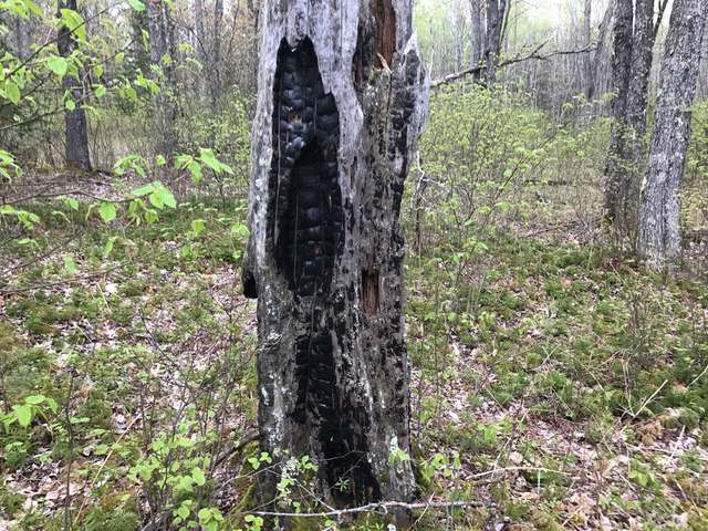 25-acres River Road Eagle River, WI 54521 - Photo 5 of 10 Gallery Image 5