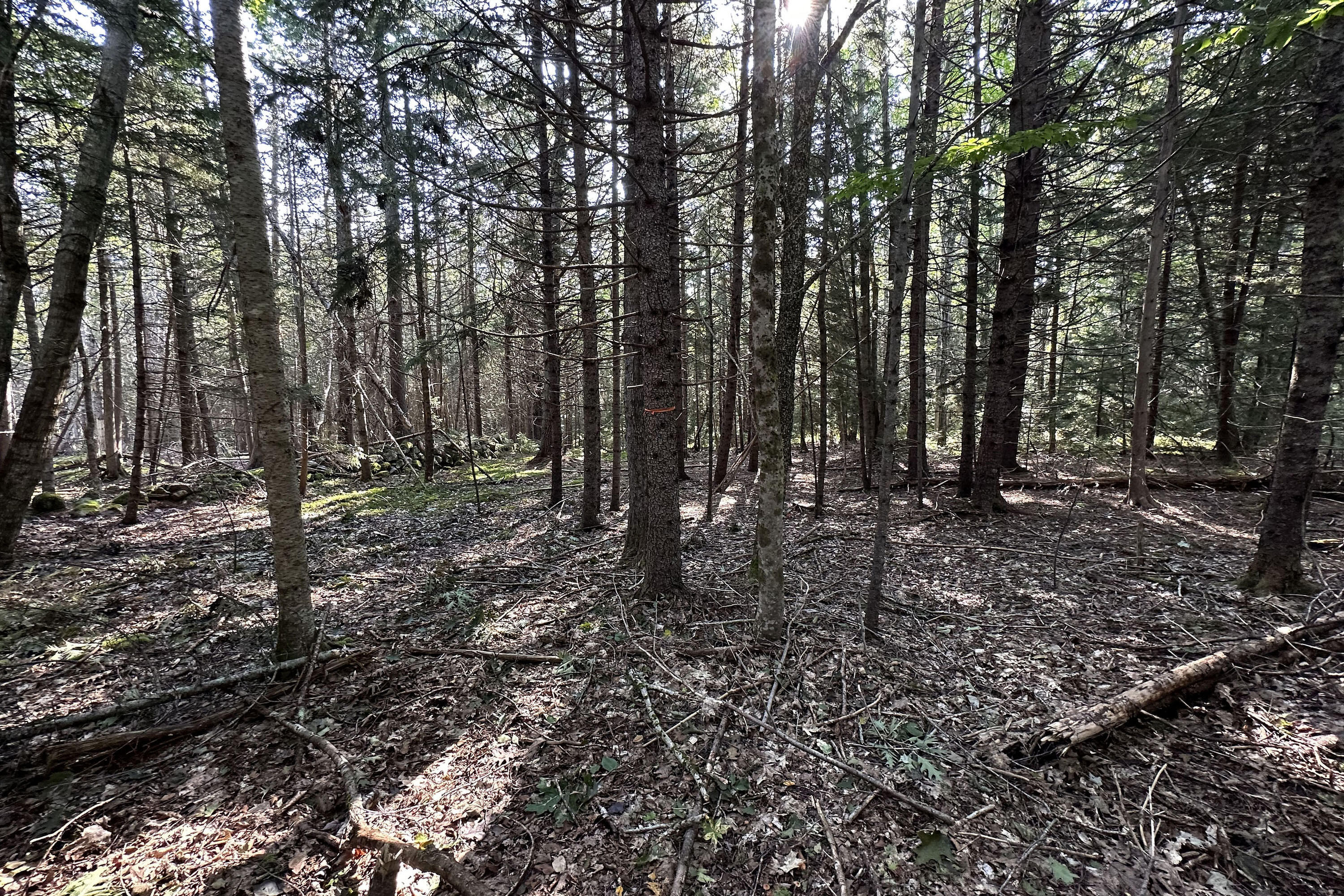 0 Cross Road Sedgwick, ME 04676 - Photo 19 of 24