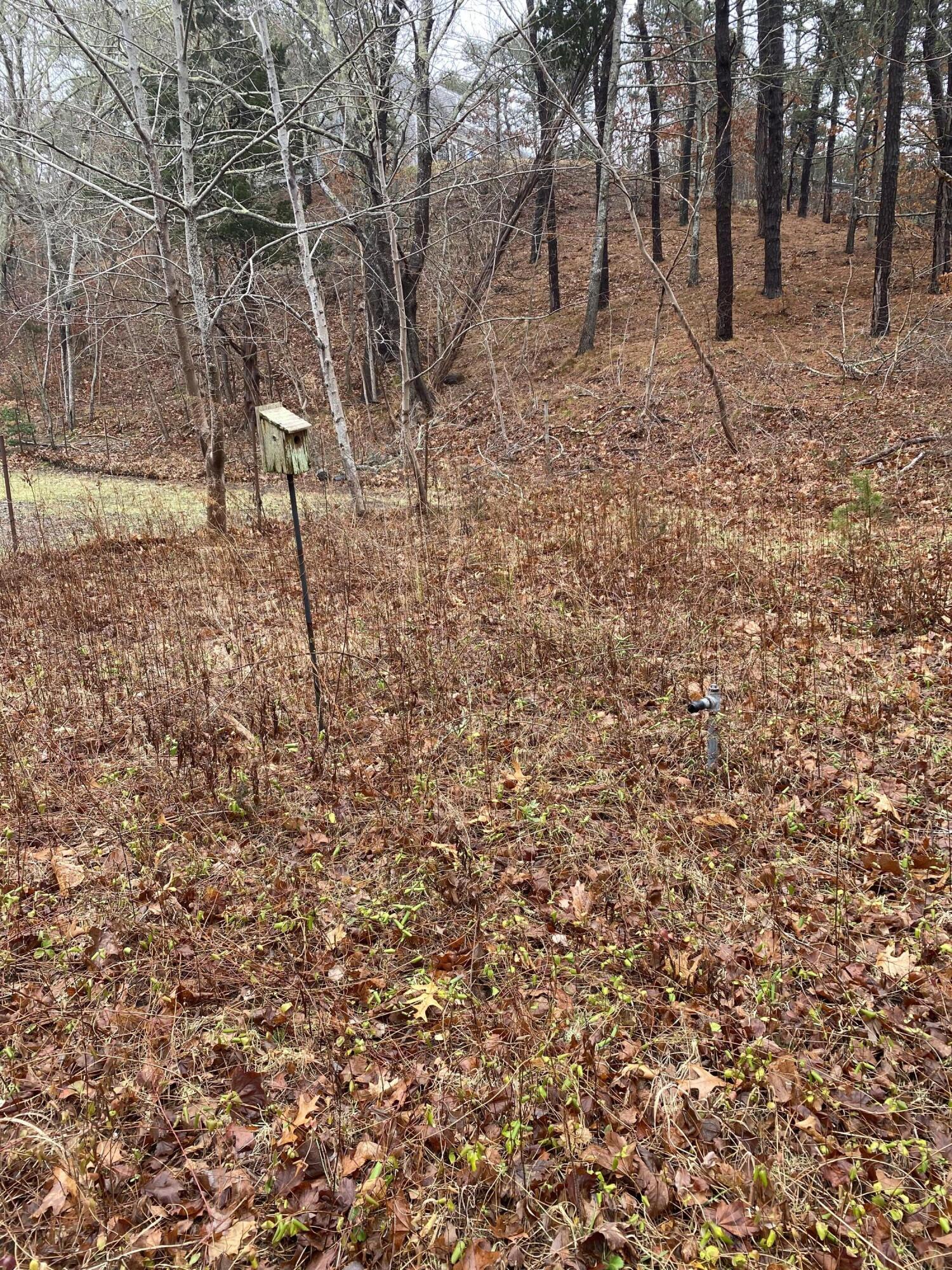 111 Hamblen Farm Road Wellfleet, MA 02667 - Photo 6 of 7 a backyard of a house with lots of green space