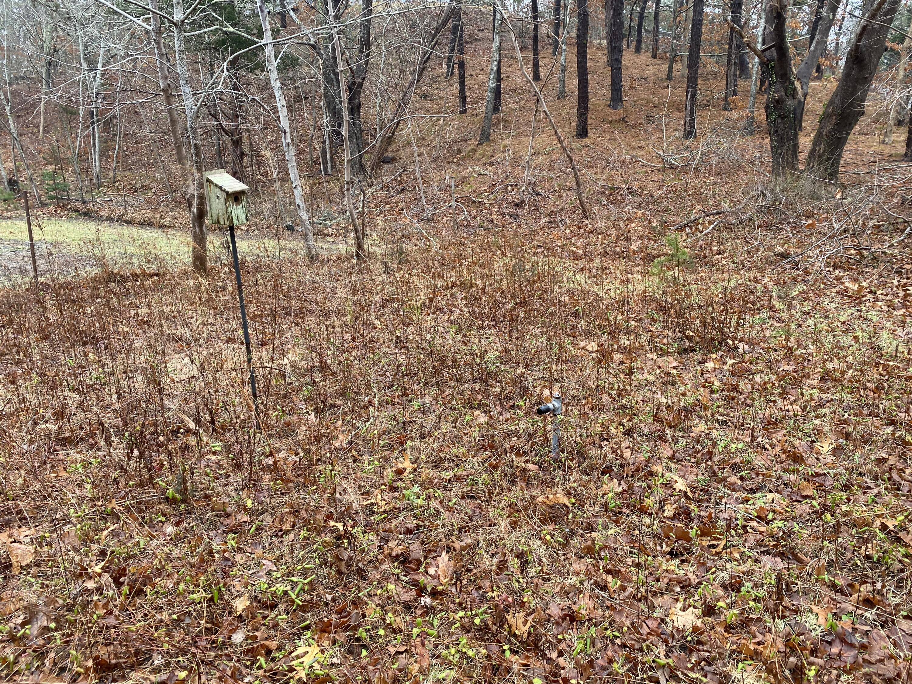111 Hamblen Farm Road Wellfleet, MA 02667 - Photo 7 of 7 a view of a backyard of the house