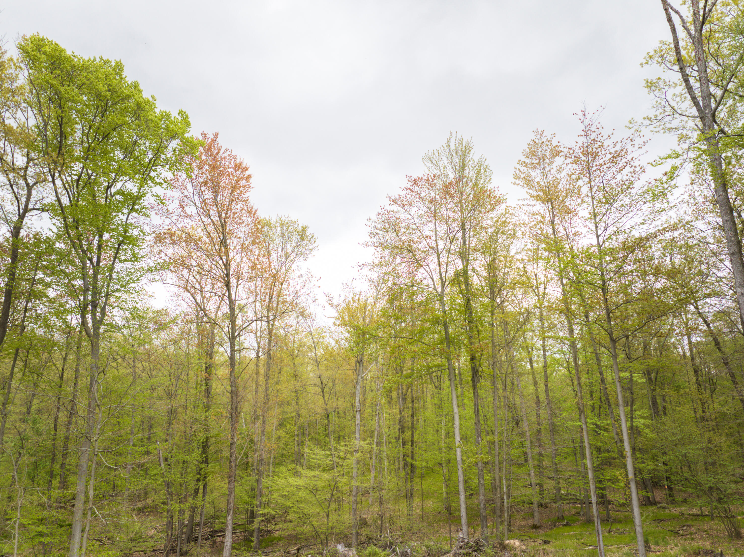 4848 Cutler Road Northwest Six Lakes, MI 48886 - Photo 11 of 23 DJI_20250427171652_0054_D_63
