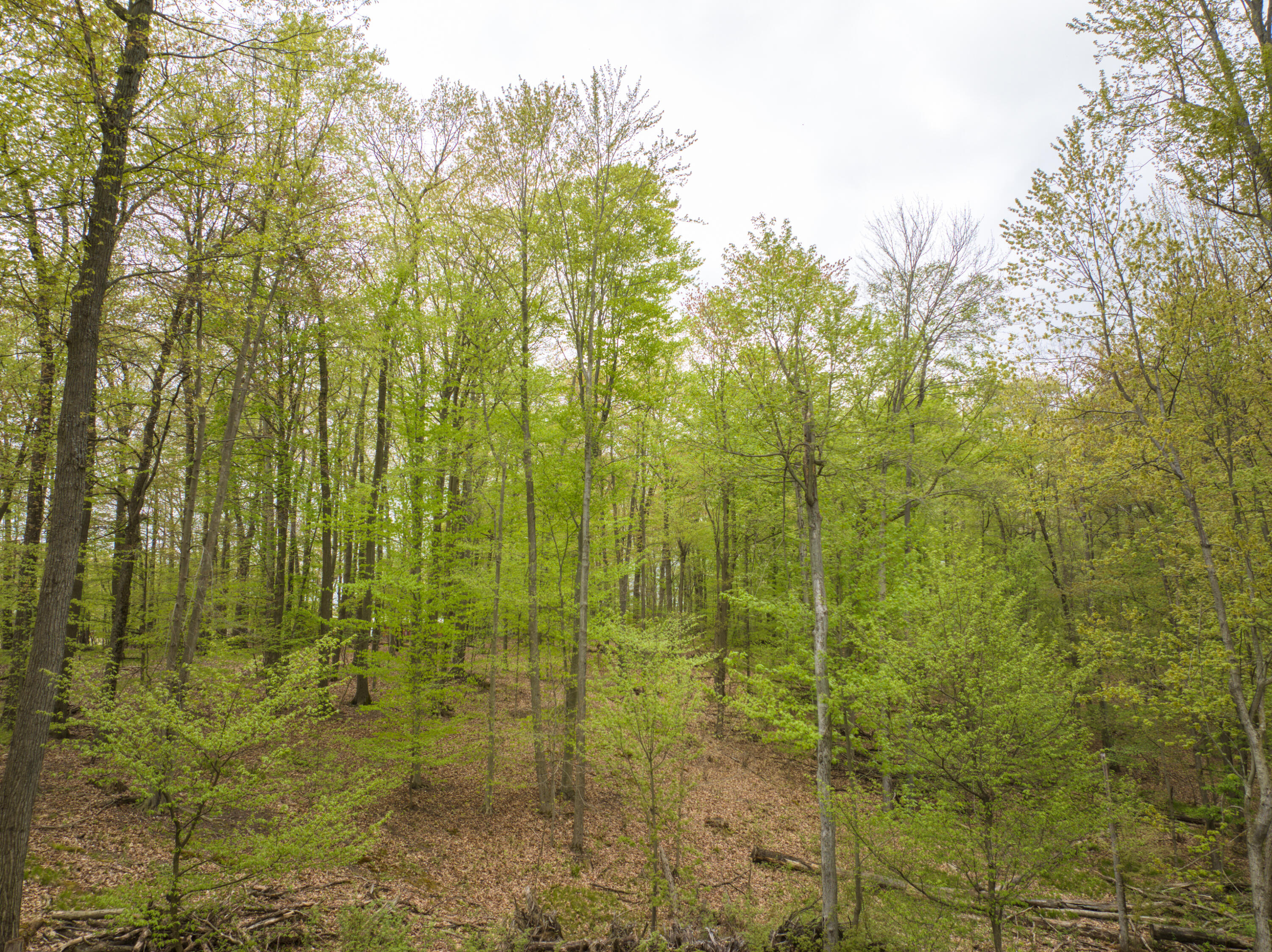 4848 Cutler Road Northwest Six Lakes, MI 48886 - Photo 12 of 23 DJI_20250427171720_0059_D_64