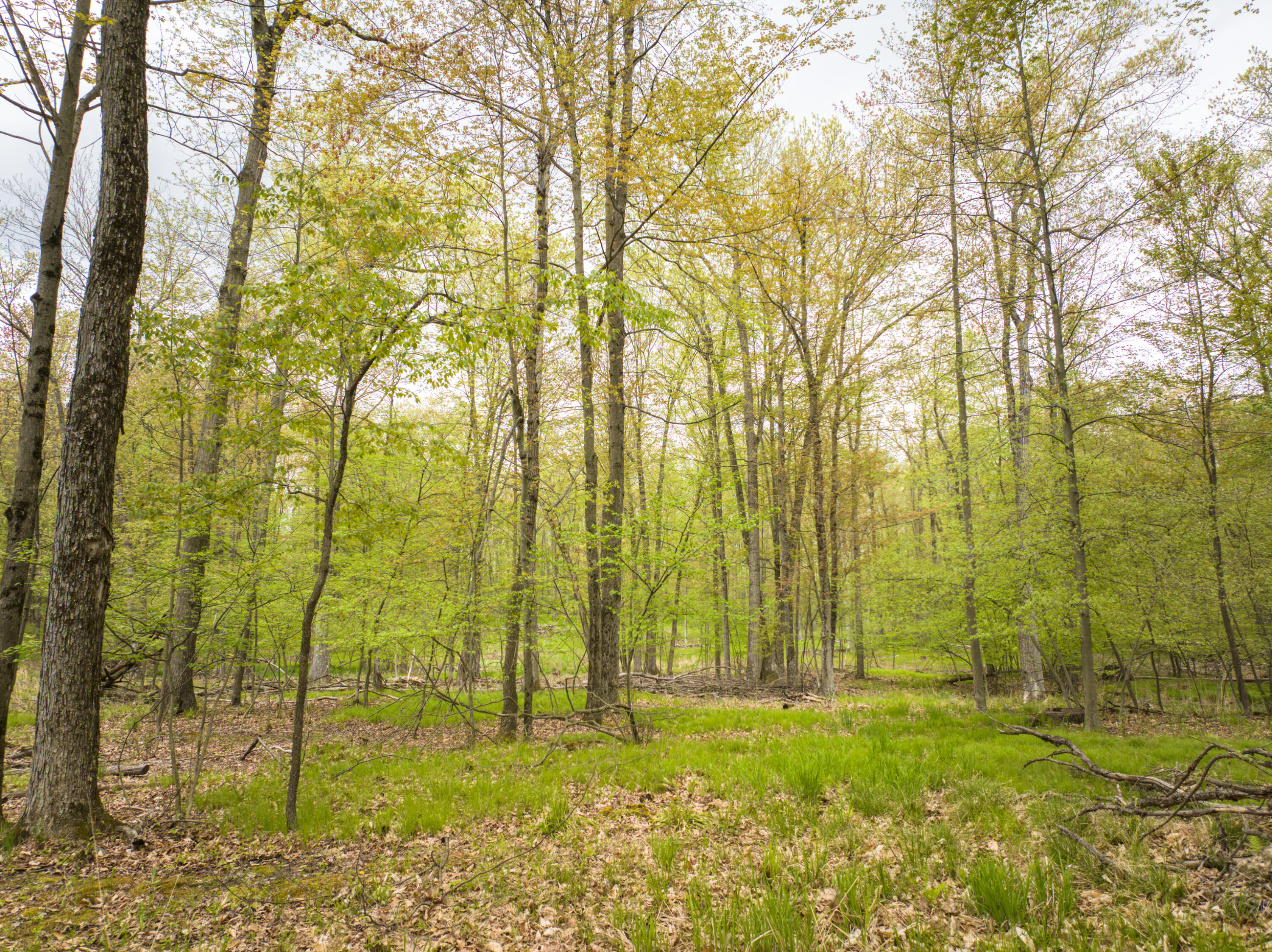 4848 Cutler Road Northwest Six Lakes, MI 48886 - Photo 13 of 23 DJI_20250427171839_0069_D_66