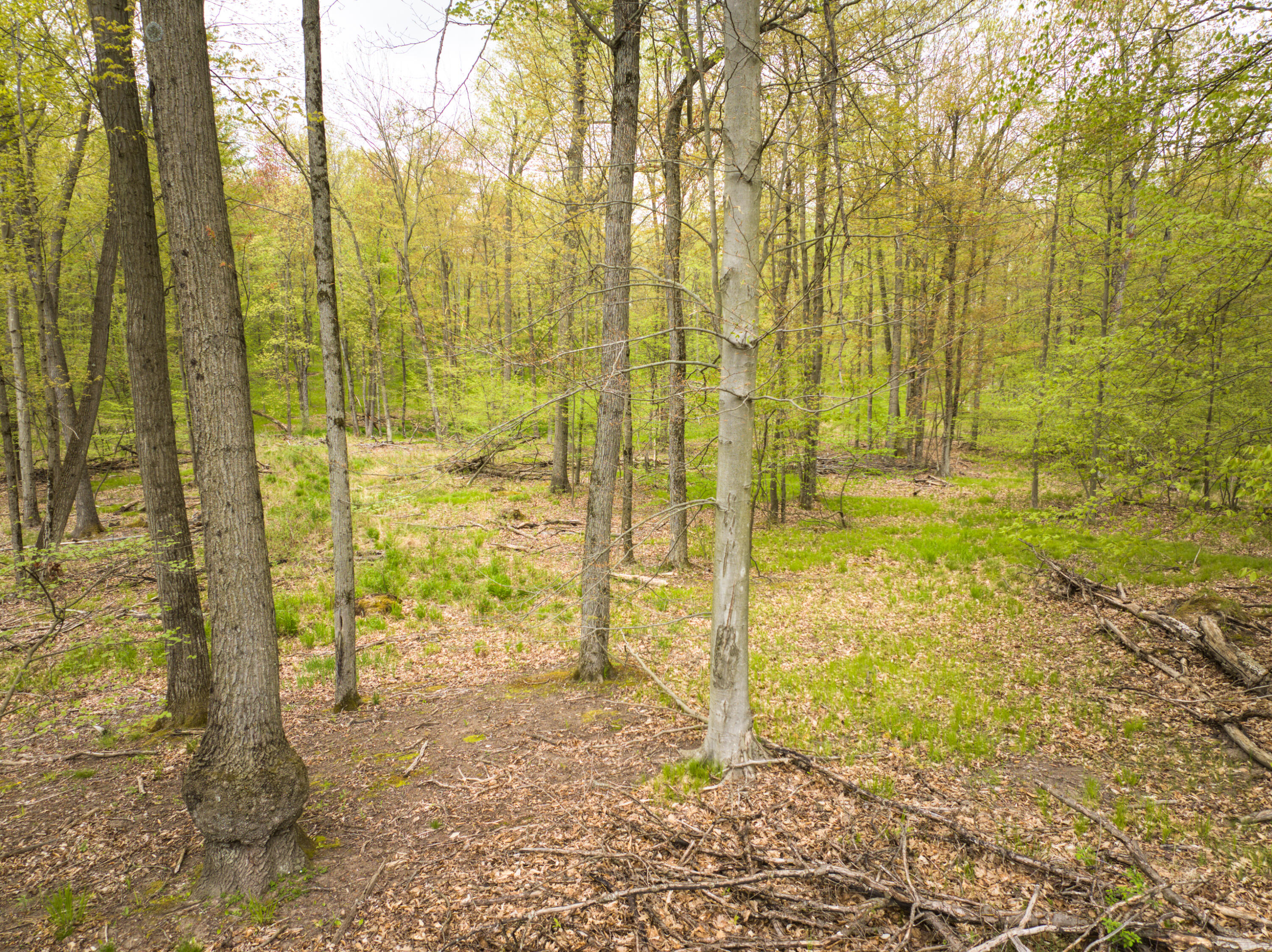4848 Cutler Road Northwest Six Lakes, MI 48886 - Photo 2 of 23 DJI_20250427171803_0064_D_65