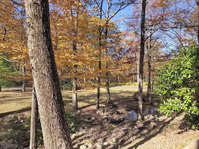 a view of a yard with plants and trees